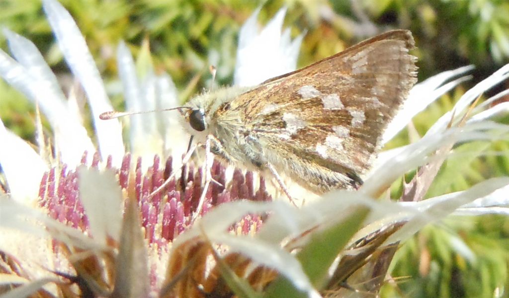 Hesperia comma?